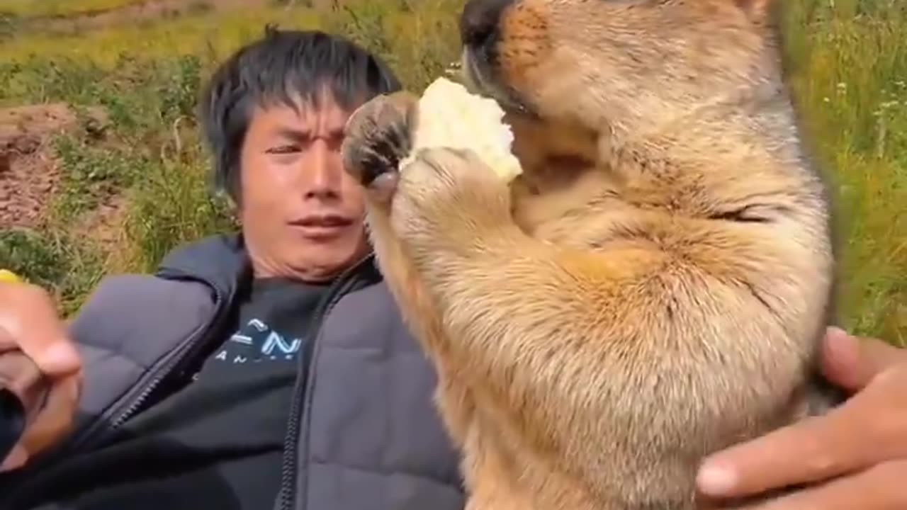 Feed the fur before you pet it