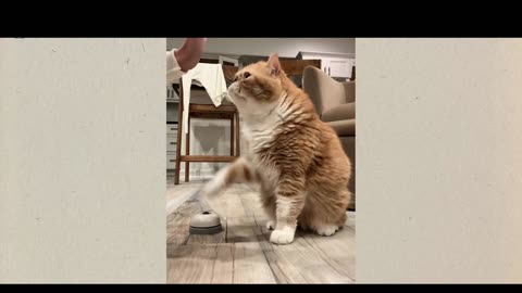 Funny Animals 2025