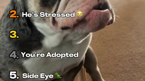Funniest Dog Moments Ranked😂