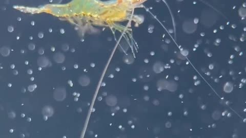The Flight of a Red Nose Shrimp