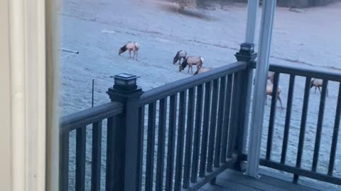 sharing morning coffee with our resident elk herd