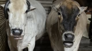 😂🐄 Cows Enjoying Hay in Sync! | FunFM