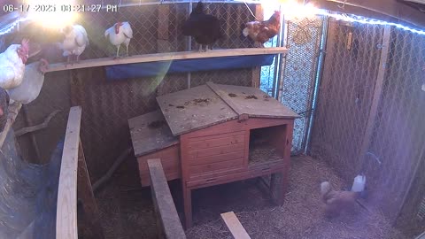 Tuesday Night Perch Up Cam1