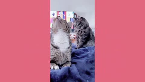 Funny cats and dogs