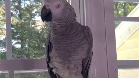 parrot says the cops too funny! 🚓😂