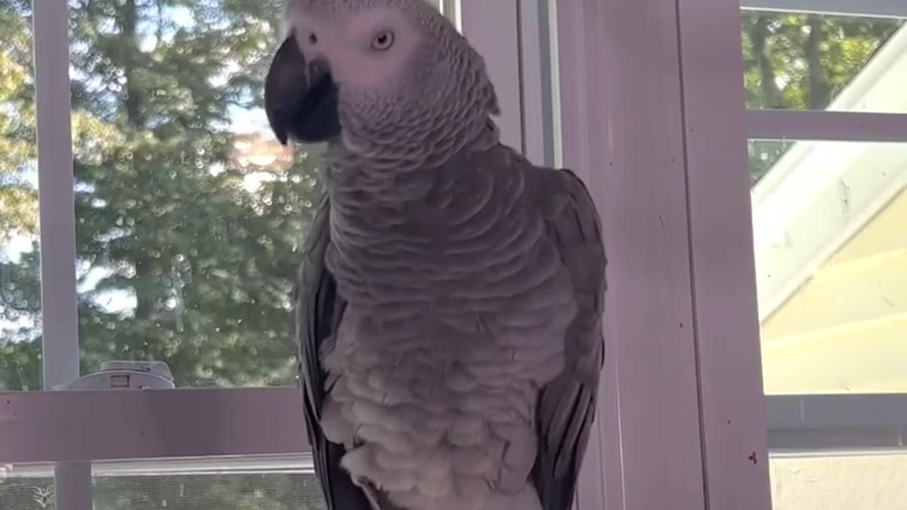 parrot says the cops too funny! 🚓😂