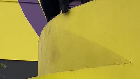 Bear on the Roof of the Bubba Gump Restaurant