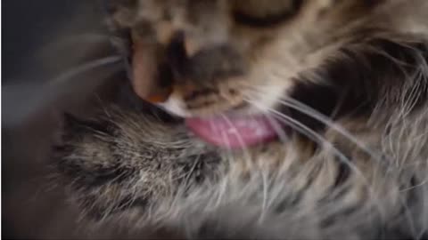 Why Cats LOVE Boxes More Than Expensive Toys 🐱📦 (It’s Not What You Think!)