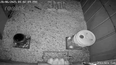 Millar Time Chicken Cam