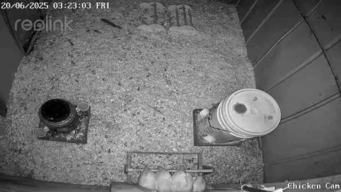 Millar Time Chicken Cam