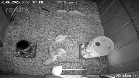 Millar Time Chicken Cam