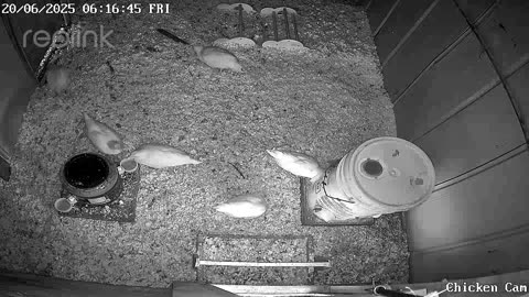 Millar Time Chicken Cam