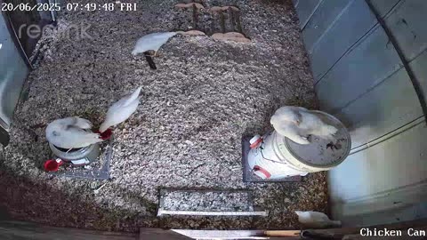 Millar Time Chicken Cam