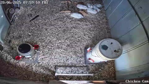 Millar Time Chicken Cam