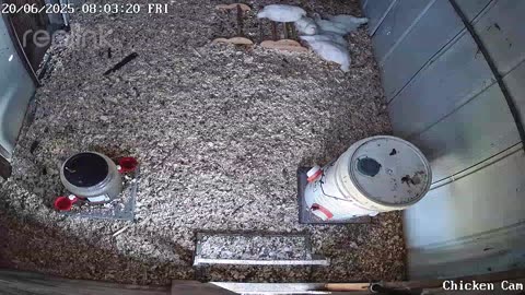 Millar Time Chicken Cam