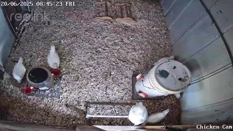 Millar Time Chicken Cam