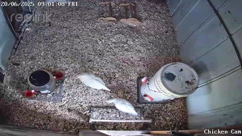 Millar Time Chicken Cam