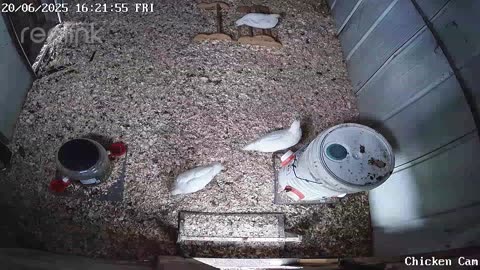 Millar Time Chicken Cam