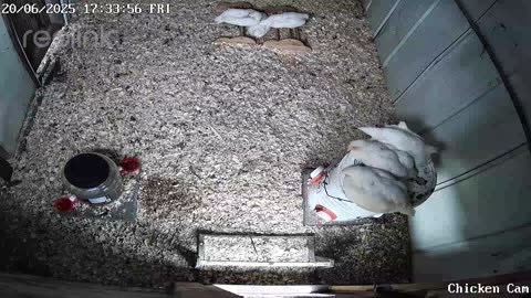 Millar Time Chicken Cam