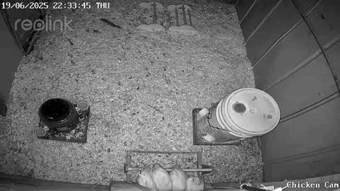 Millar Time Chicken Cam