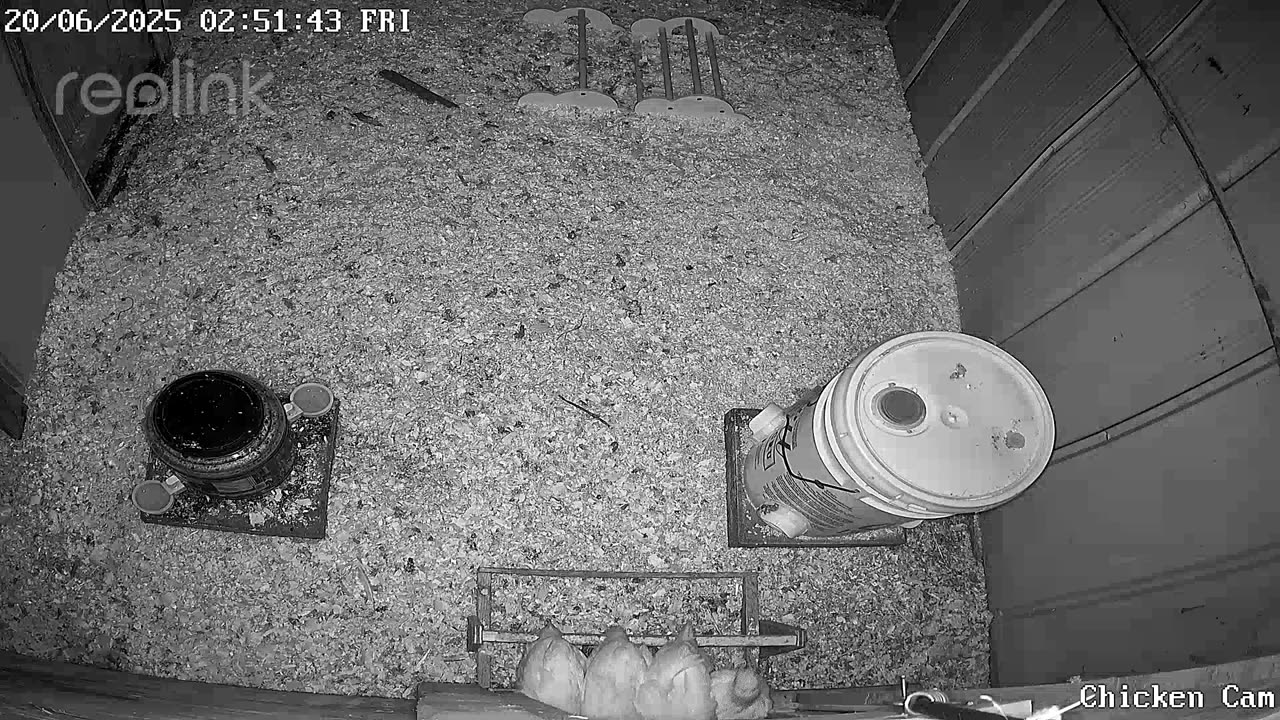 Millar Time Chicken Cam