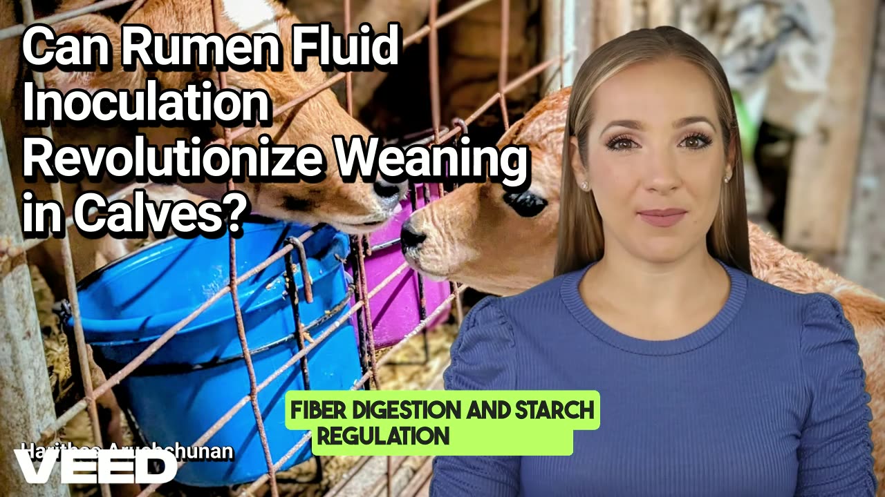Jumpstarting the Young Rumen: Rumen Fluid Inoculation Benefits