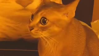 😂🐈 Isn't it... a Cat??? | FunFM