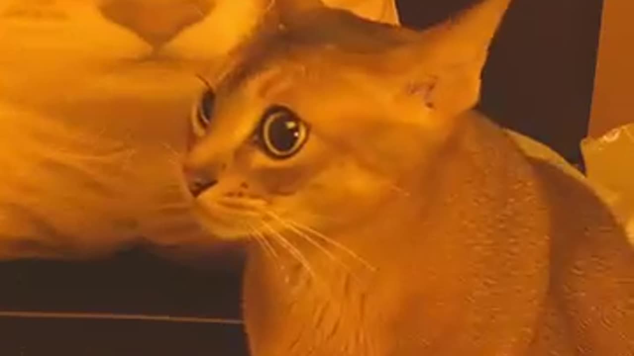 😂🐈 Isn't it... a Cat??? | FunFM