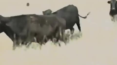 Mystery Helicopters: UFO Abductees Intimidated, Seen Near Cattle Mutilations & Crop Circles