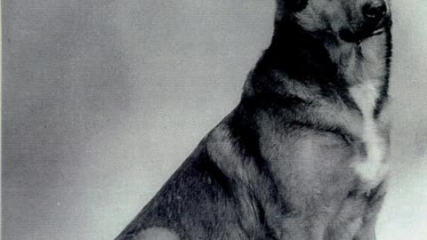 Bing – The Parachuting Dog Hero of WWII
