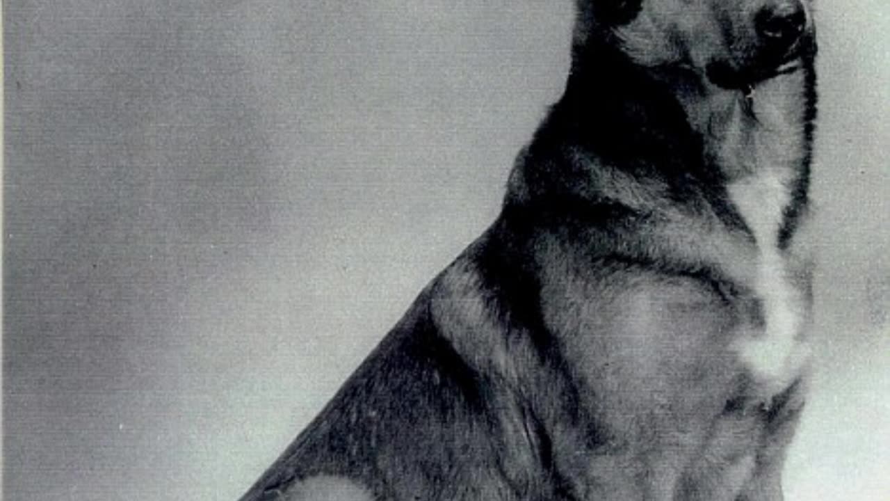 Bing – The Parachuting Dog Hero of WWII