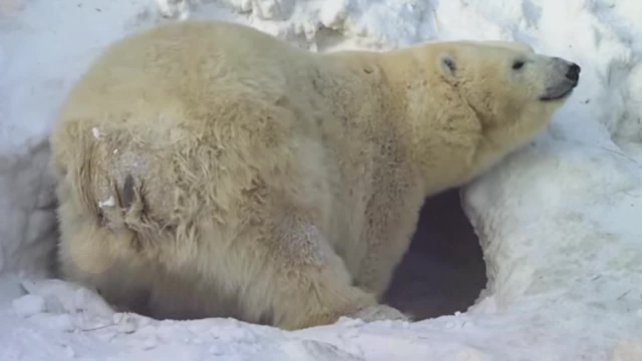 "Wildlife in 4K - Majestic Animals of the Earth | Breathtaking Nature & Wildlife Documentary"