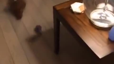 😂🐱 The Chase Is On - Who Will Win? | FunFM