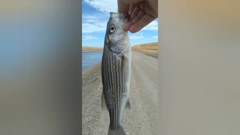 Canal Striped Bass Fishing, California Style