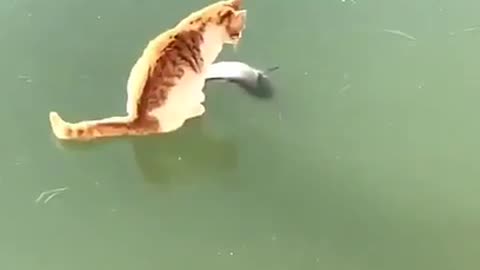 Un chat essaye d’attraper un poisson