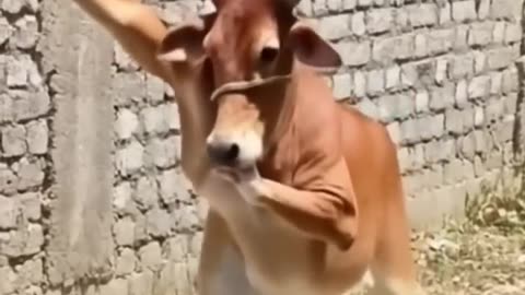 haw possible🤔caw dance | ai video