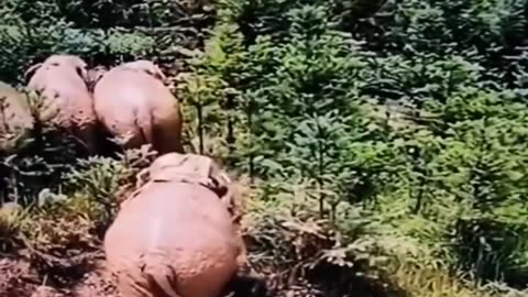 FUNNY ELEPHANT