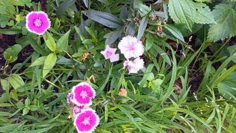 Sweet William