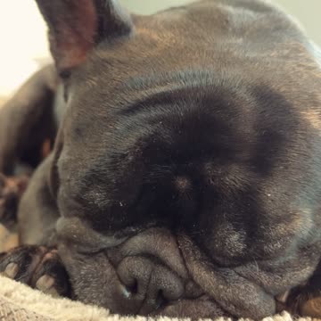 Take Your Dog to Work Day? Piper says, "Hard pass!"