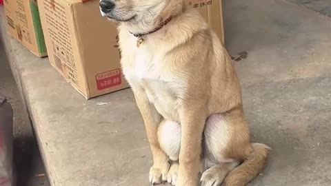 Dogs and horses