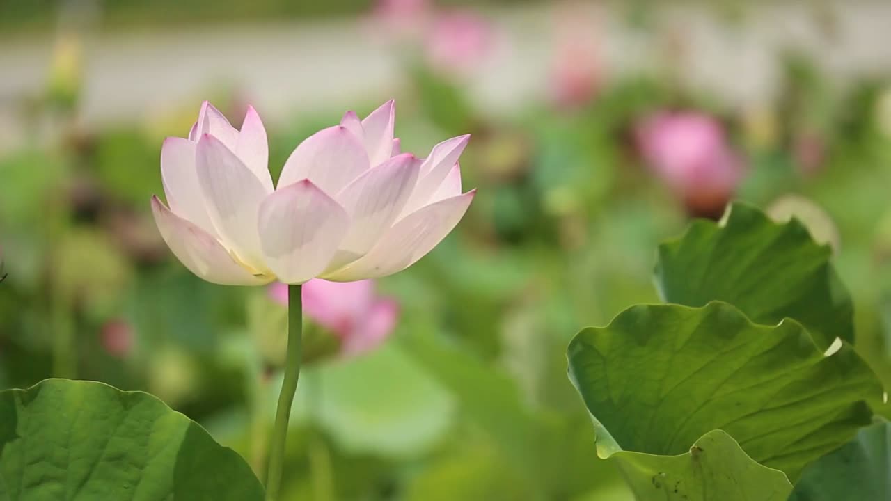 NOTHING BEAT NATURE