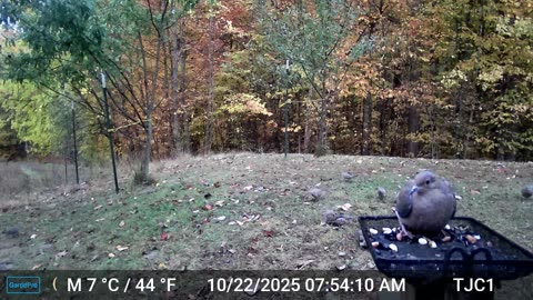 Captain Dummy Pants and the Dove