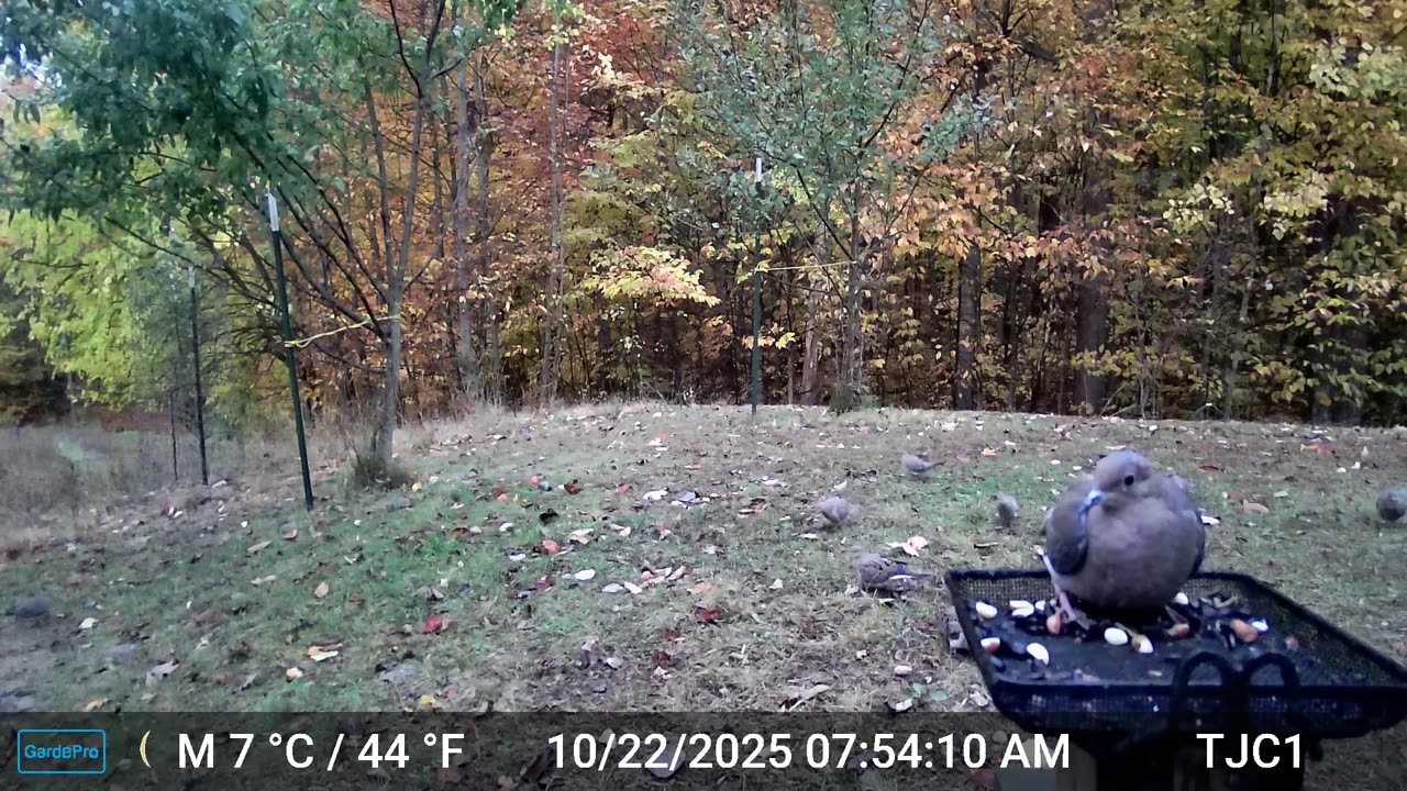 Captain Dummy Pants and the Dove