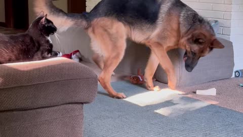 Dog Defeats Batman Shadow