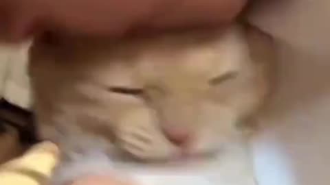 Funny cats #funny #funnyanimals #cuteanimals #pet #fyp