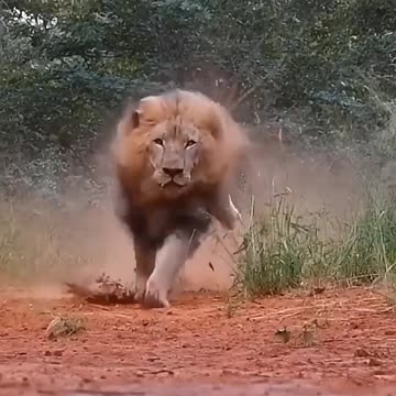 🐾 "True Animal Lover – A Heart That Beats for Every Creature"