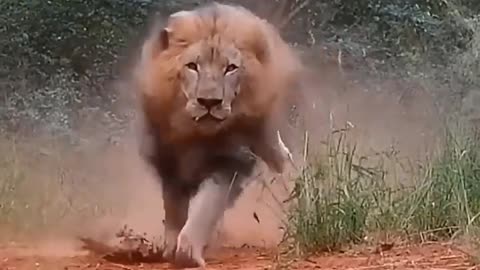 🐾 "True Animal Lover – A Heart That Beats for Every Creature"