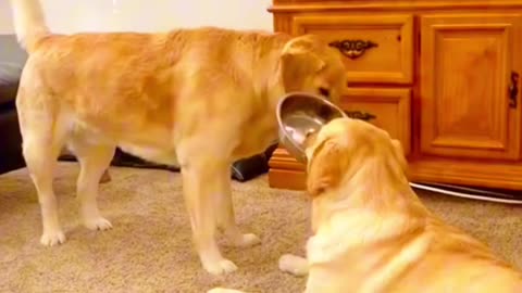 Funny pet #FunnyPets #Pets #PetLaughs #WholesomePets