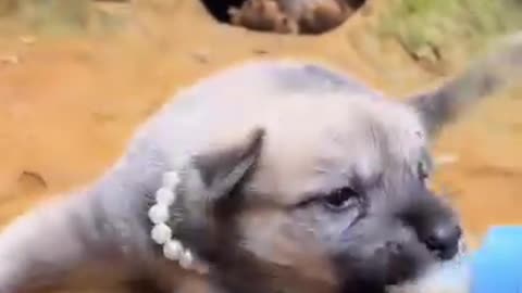 Very qute puppy 😄