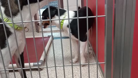 Max-by gate 9mos A873644 Prada-outside-unsure of me 2y A876254 kennel 82 pod 3 PACC shelter202582756